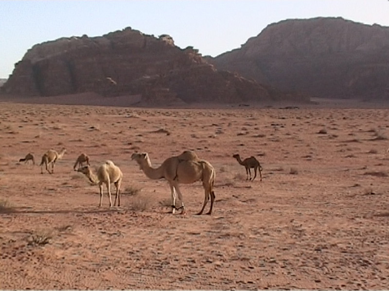 0171 - Wadi Rum -Tevék