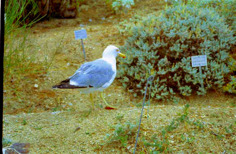 048-Blanes, Botanikus kert