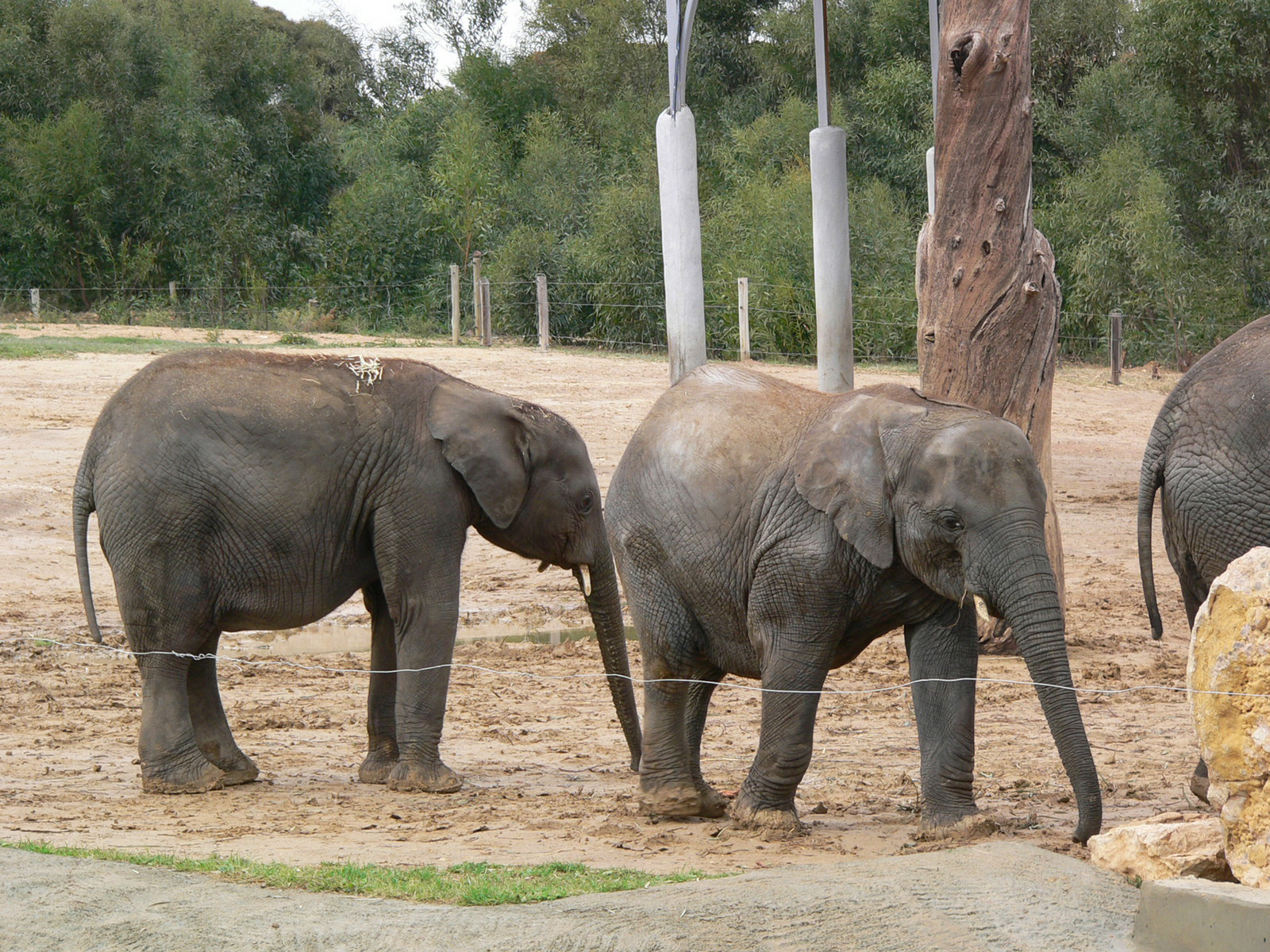 124 - Zoo Park - Elefántok