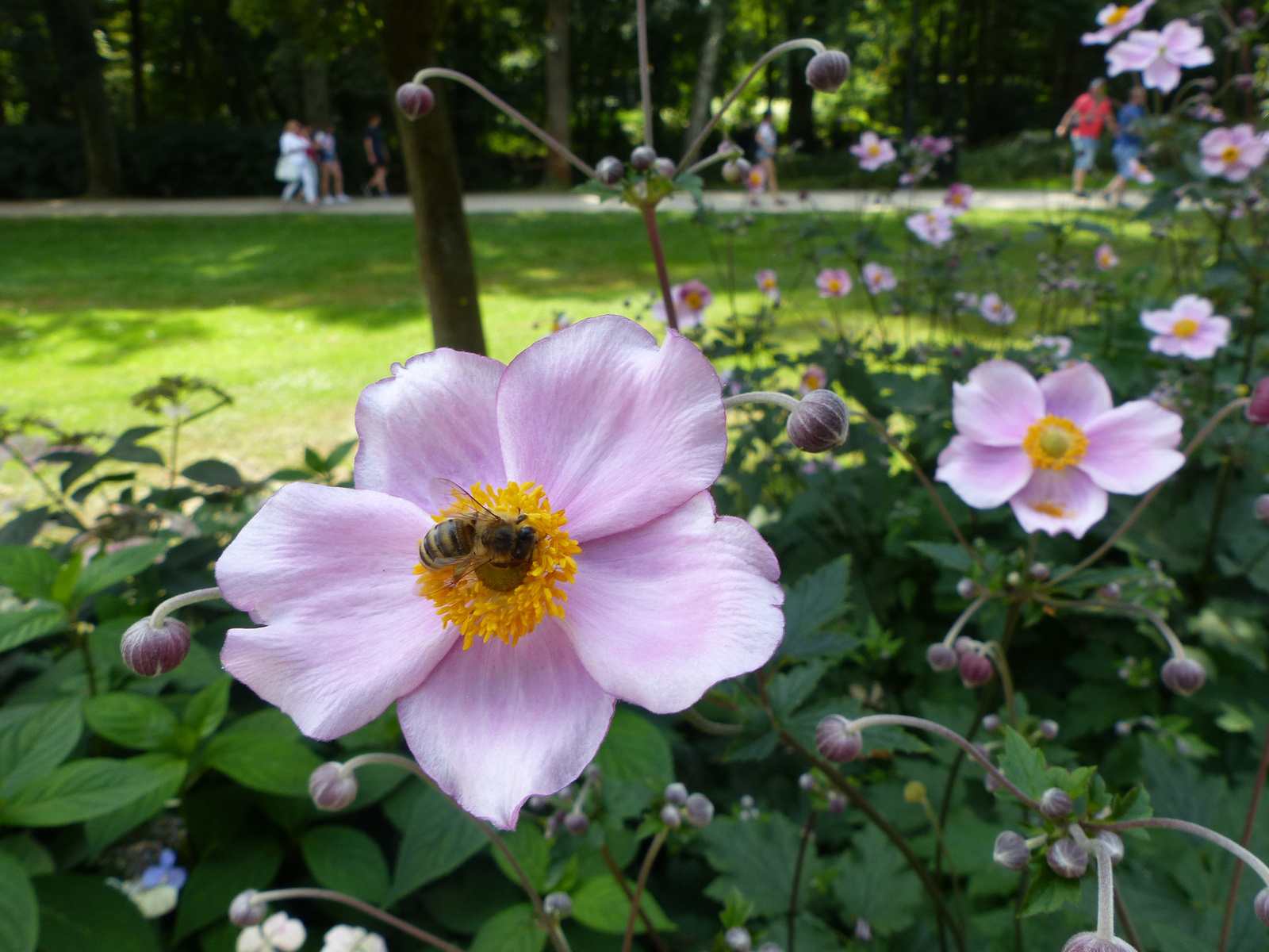 Kudowa-Zdrój, Park Zdrojowy, SzG3