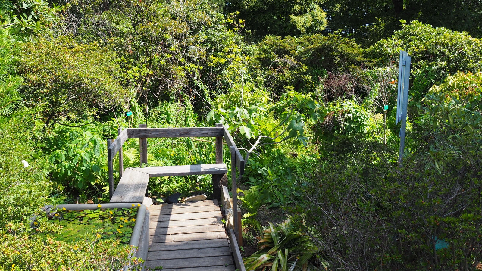 Bécs, Alpengarten im Belvedere, SzG3