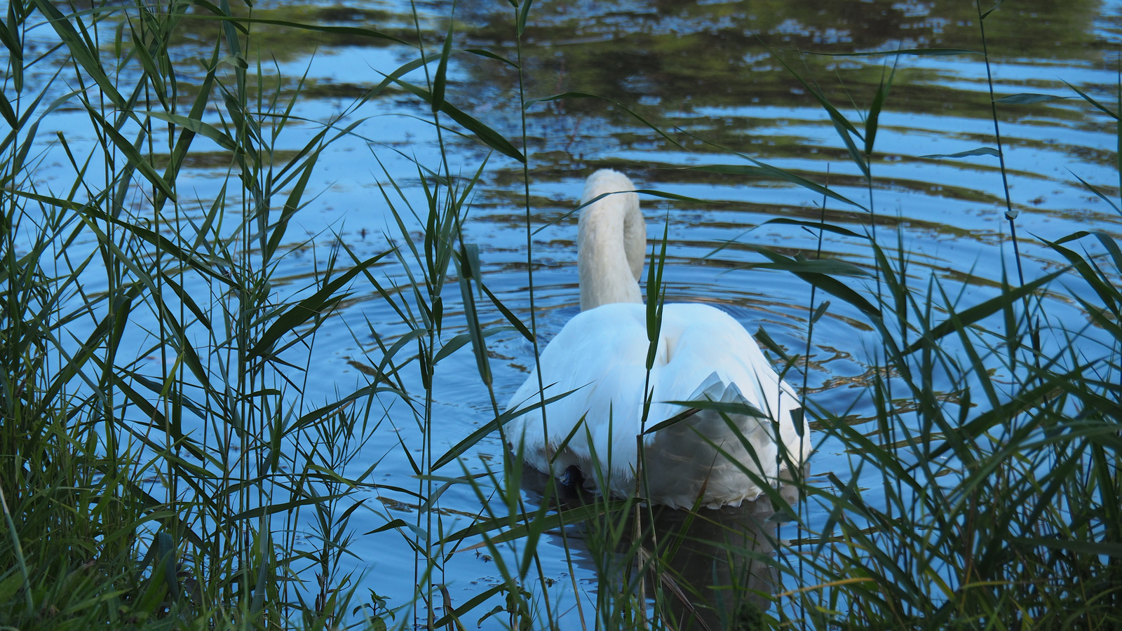 Ausztria, Laxenburg, SzG3