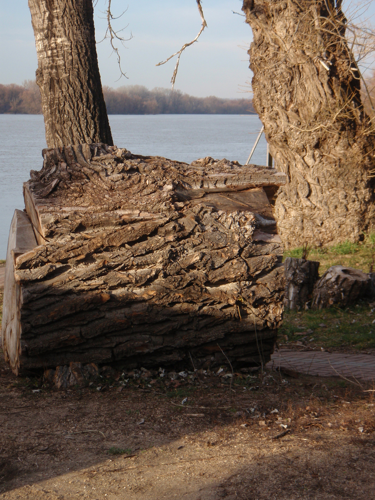 Két élő fa között a kidőlt fa, háttérben a Duna