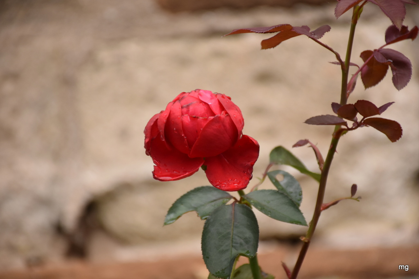 Bogácsi rózsa