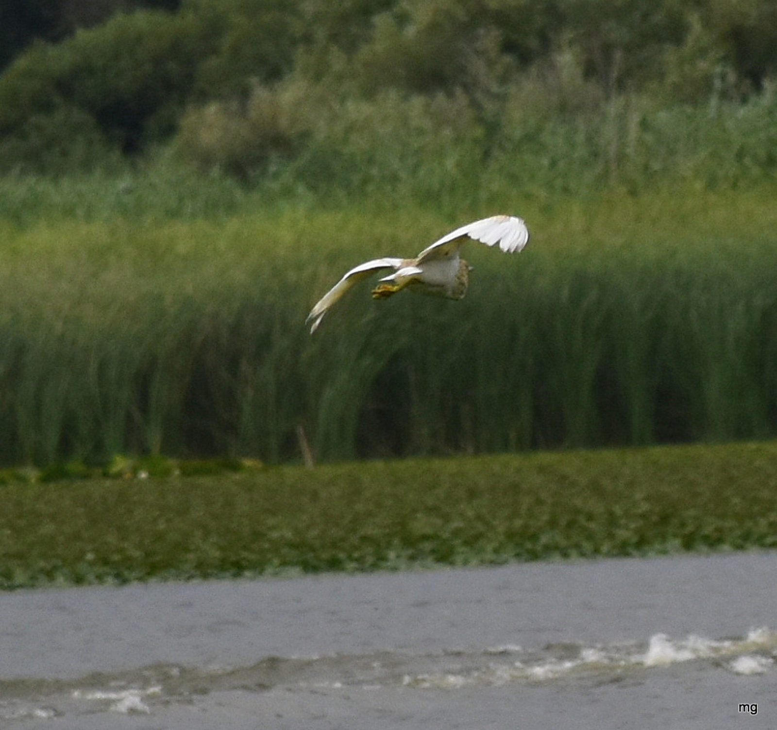 Szárnyalás