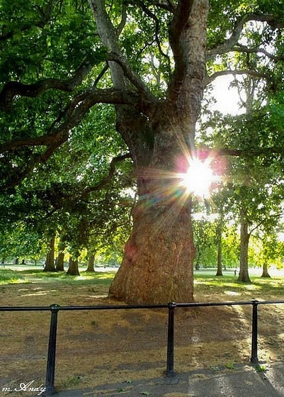 St. James Park 5