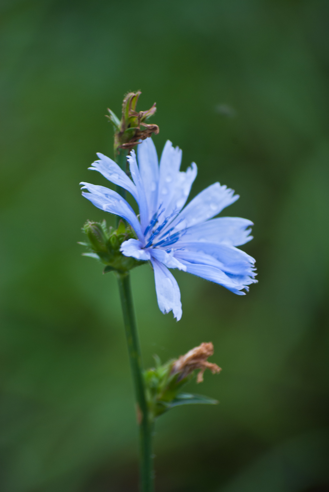 Blue flower