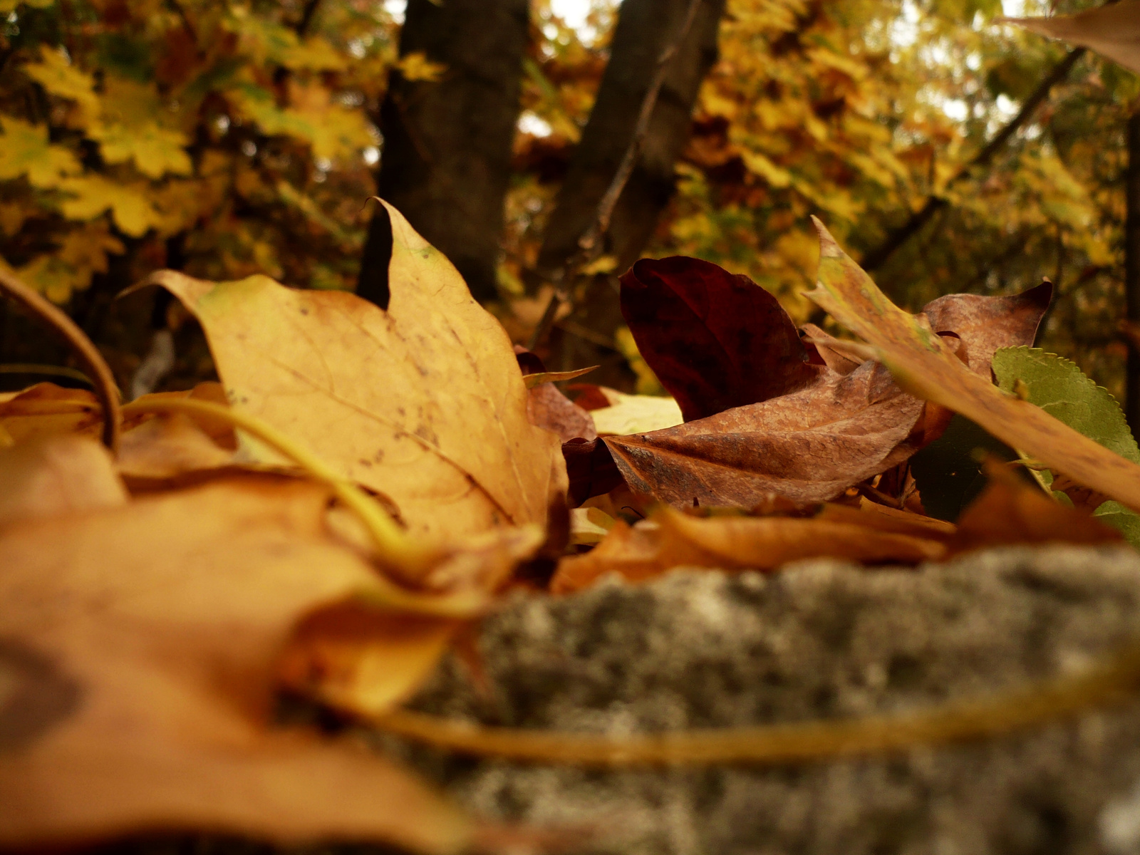 leaves