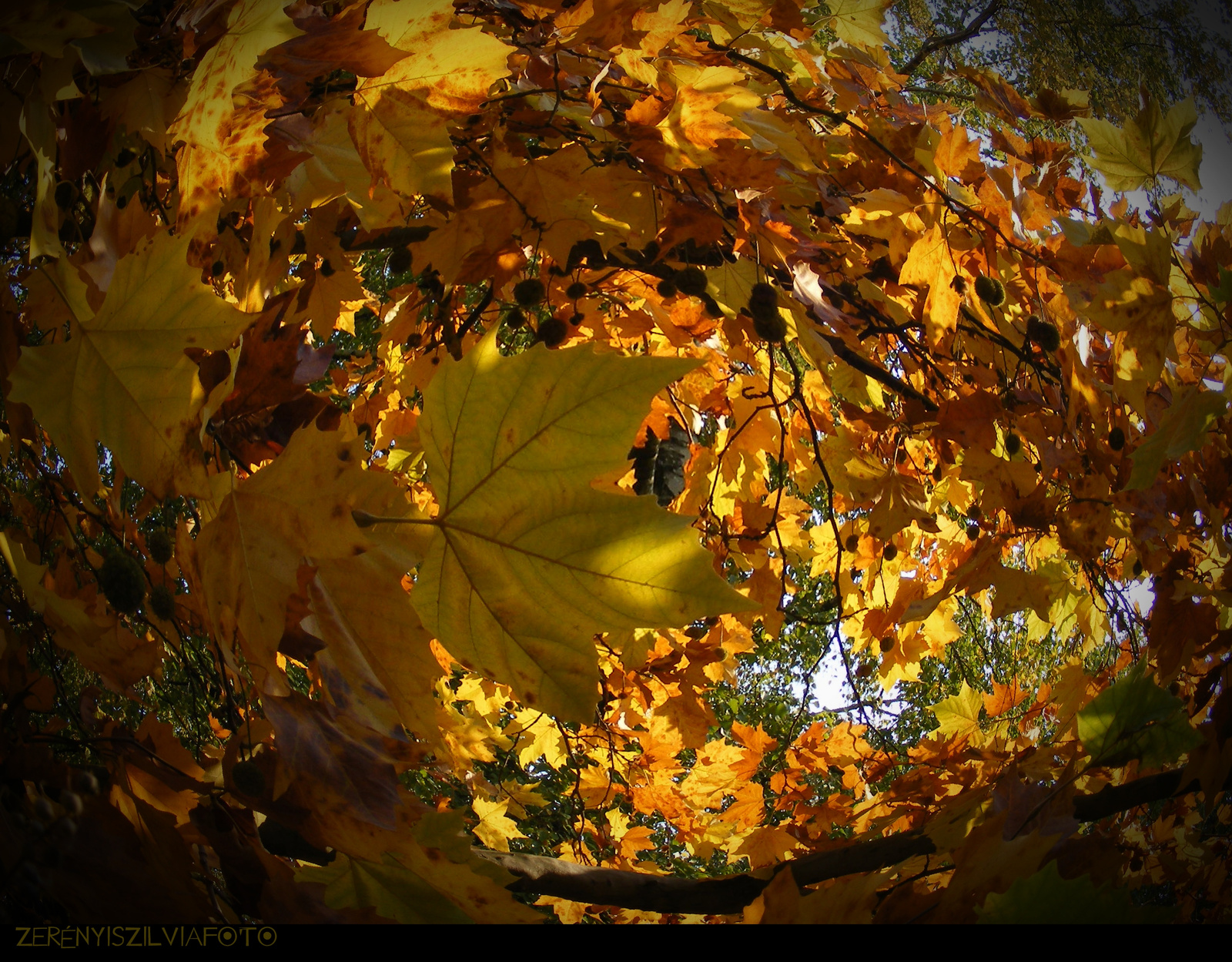 sárga levelek5 2011.10.31.