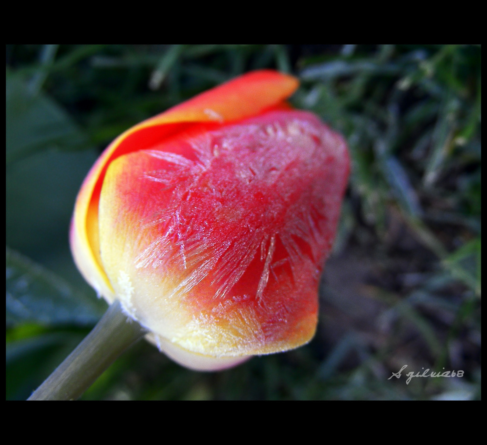 megfagyott tulipánom