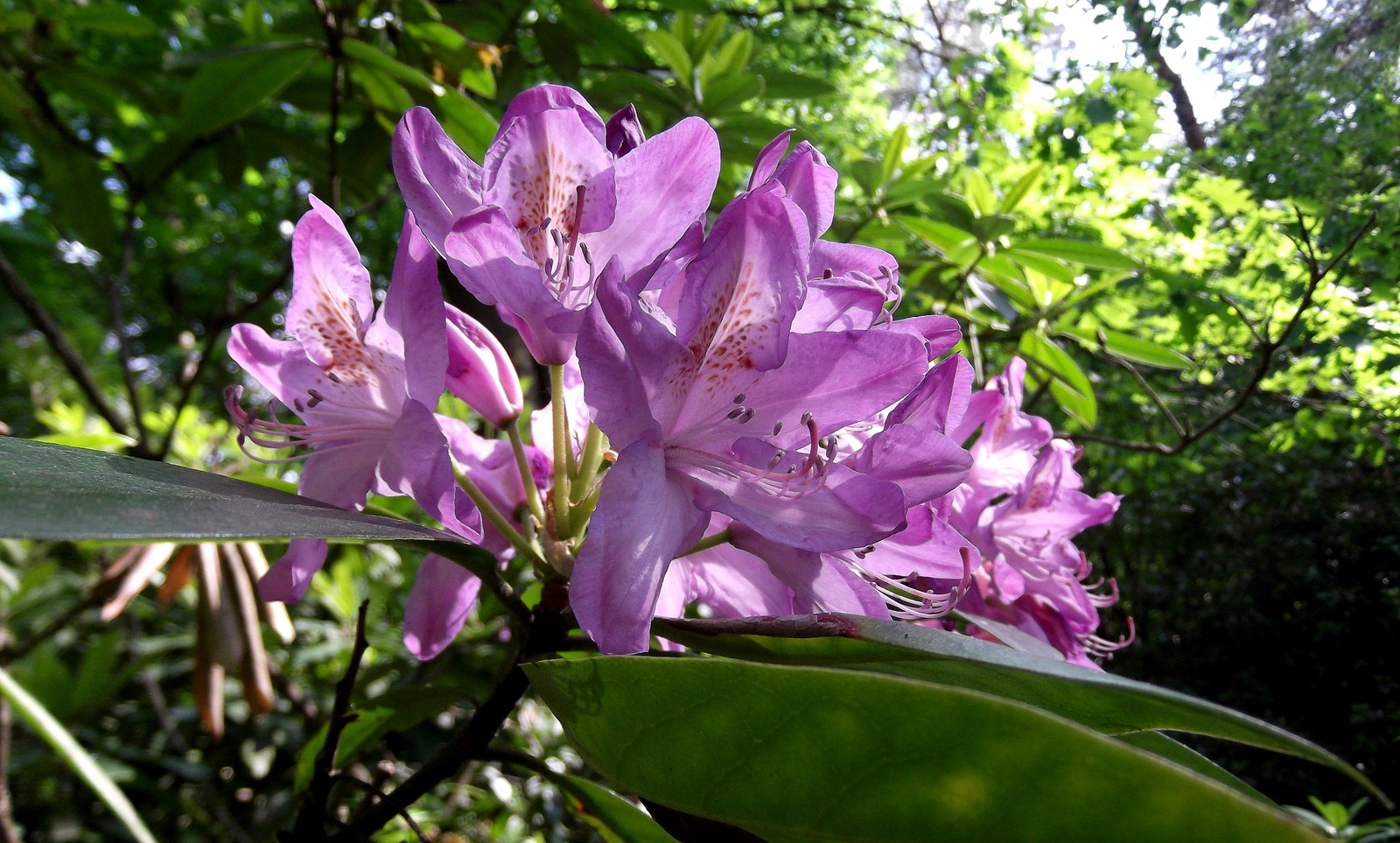 rododendron2