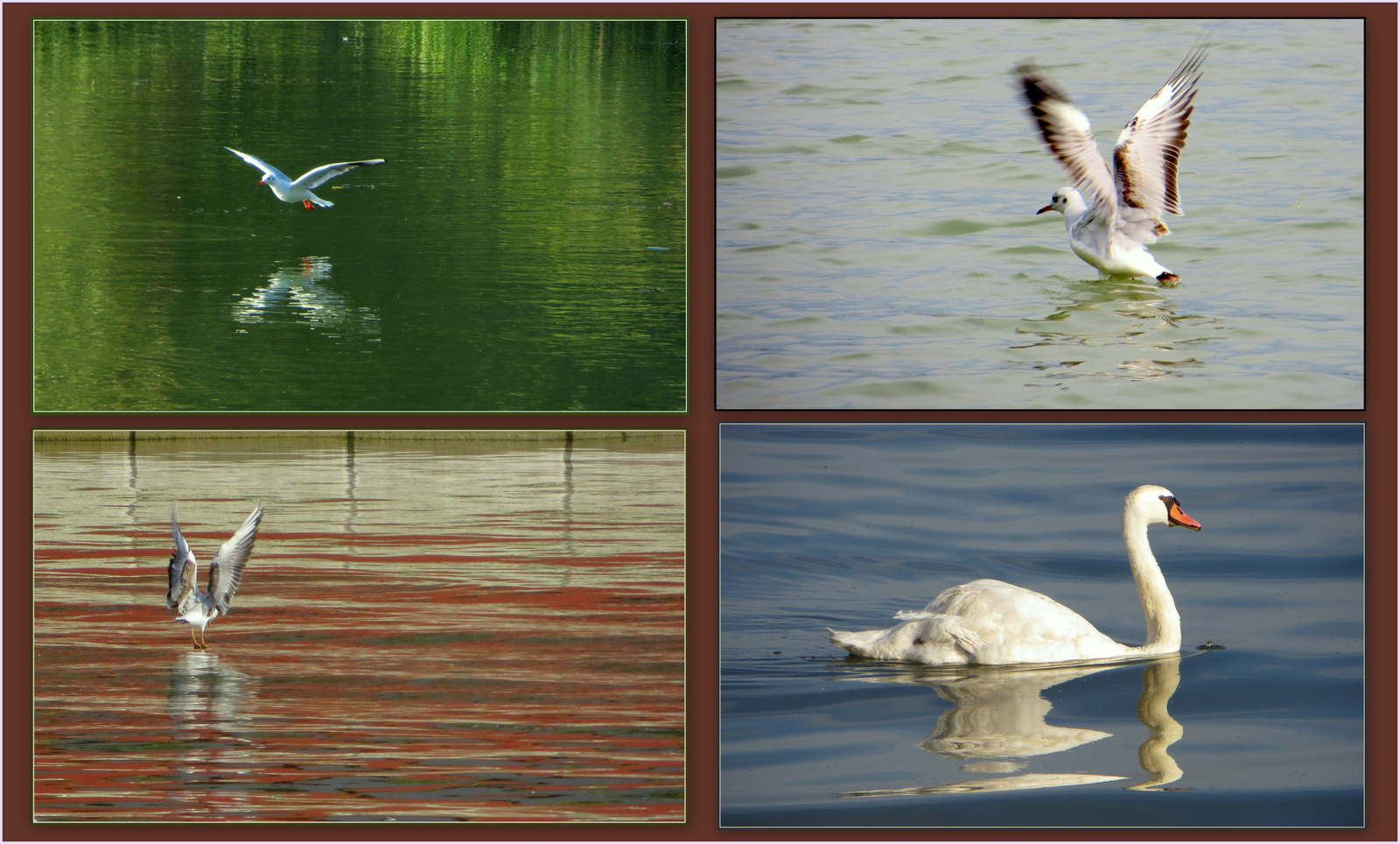 a sokszínű Balaton