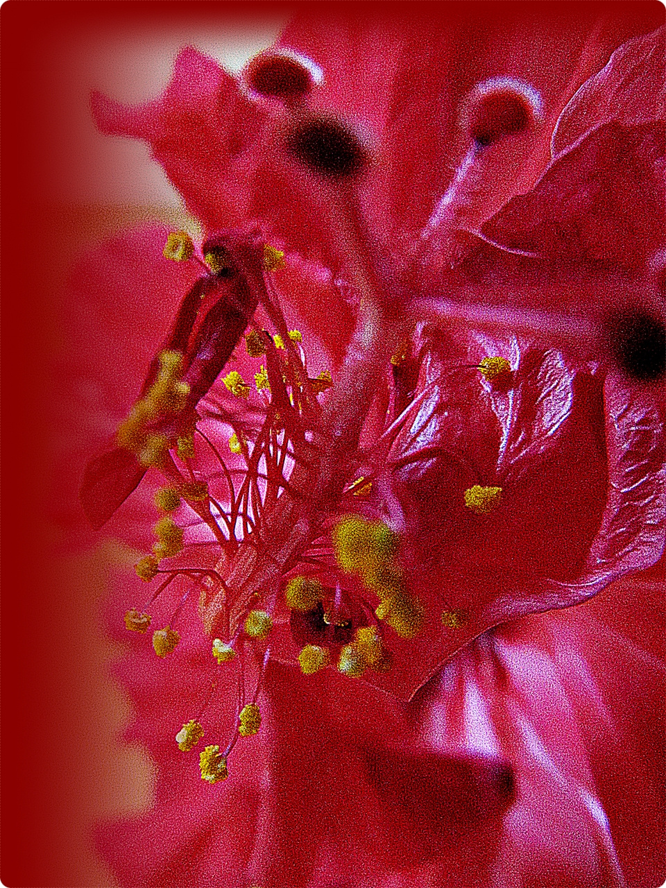 Hibiszkusz