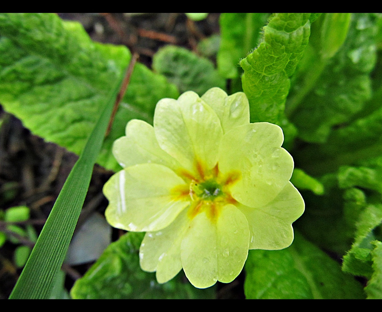 Primula