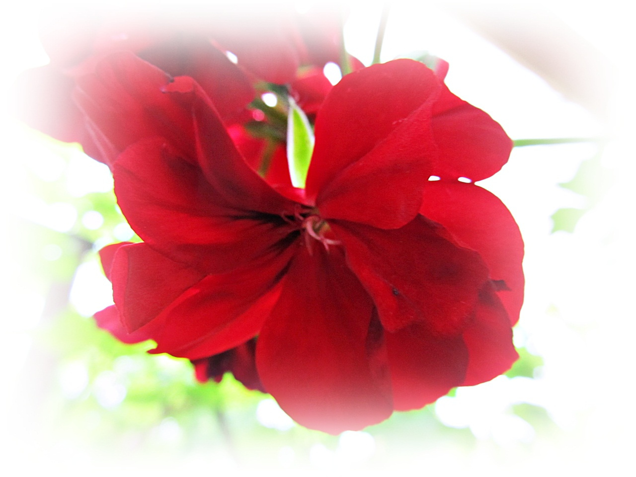 Pelargonia