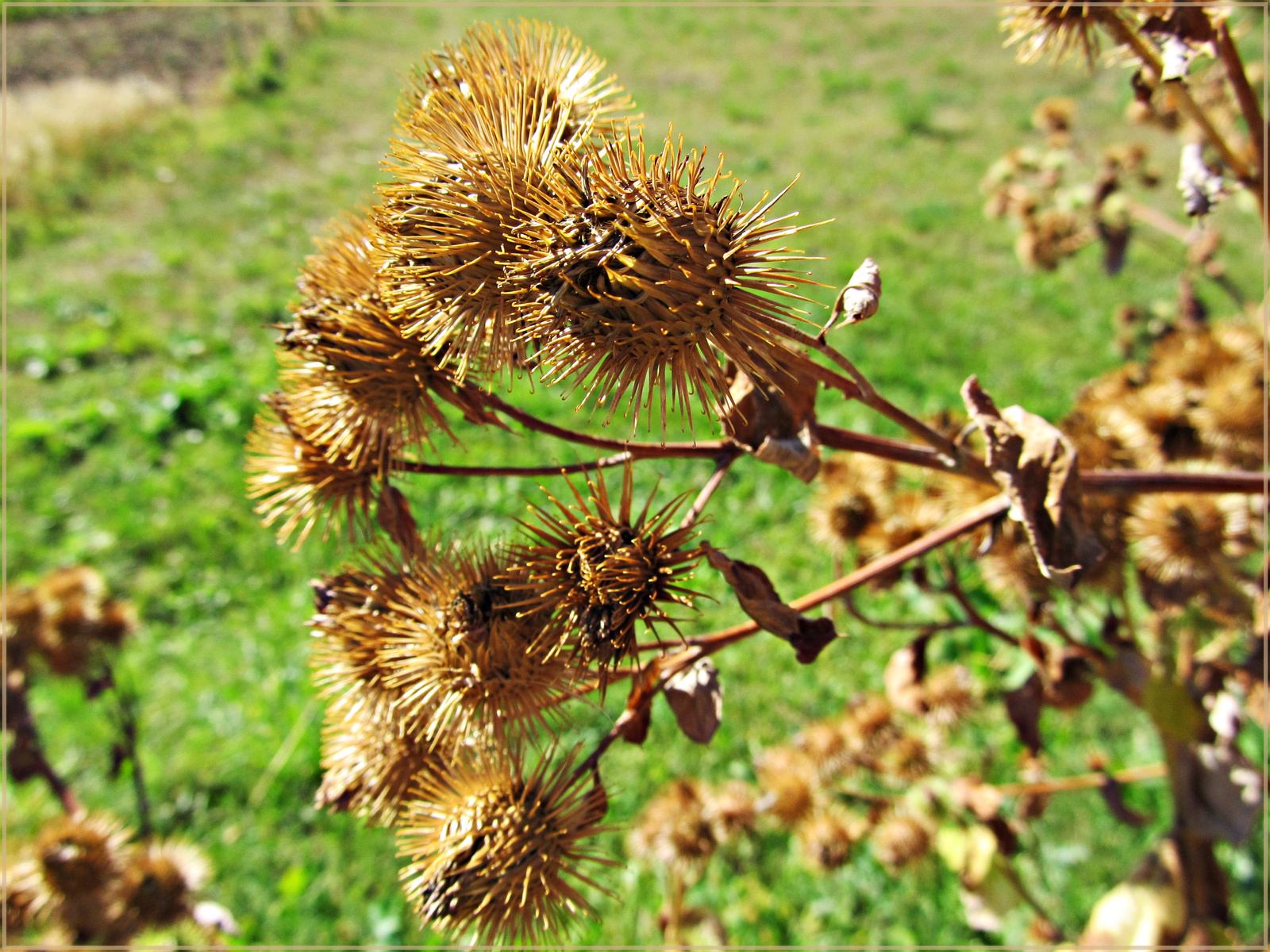 Szuros szepseg