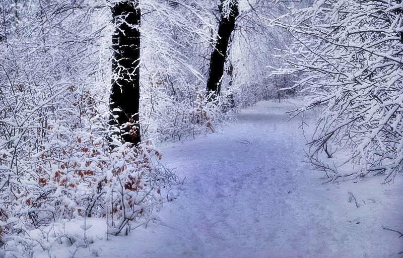 Csuru valtozat -vlm foto