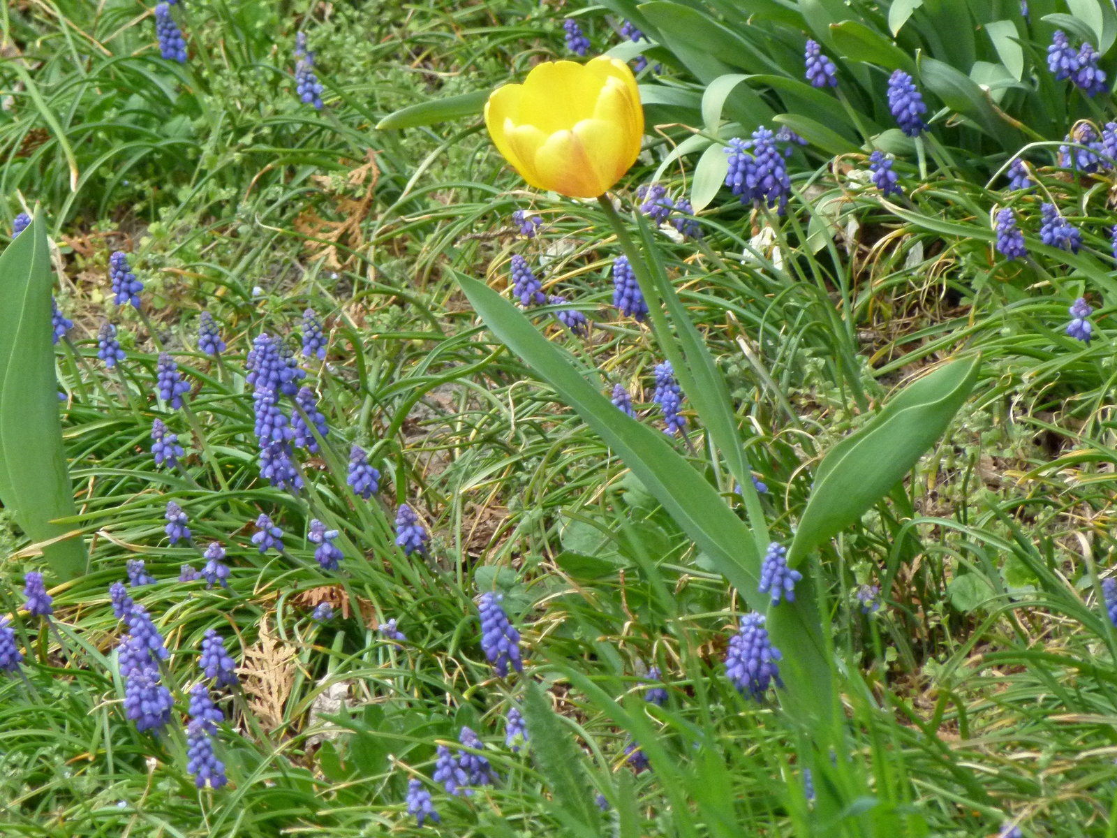 Tavaszi virágok: fürtös gyöngyike, tulipán (P1100273)