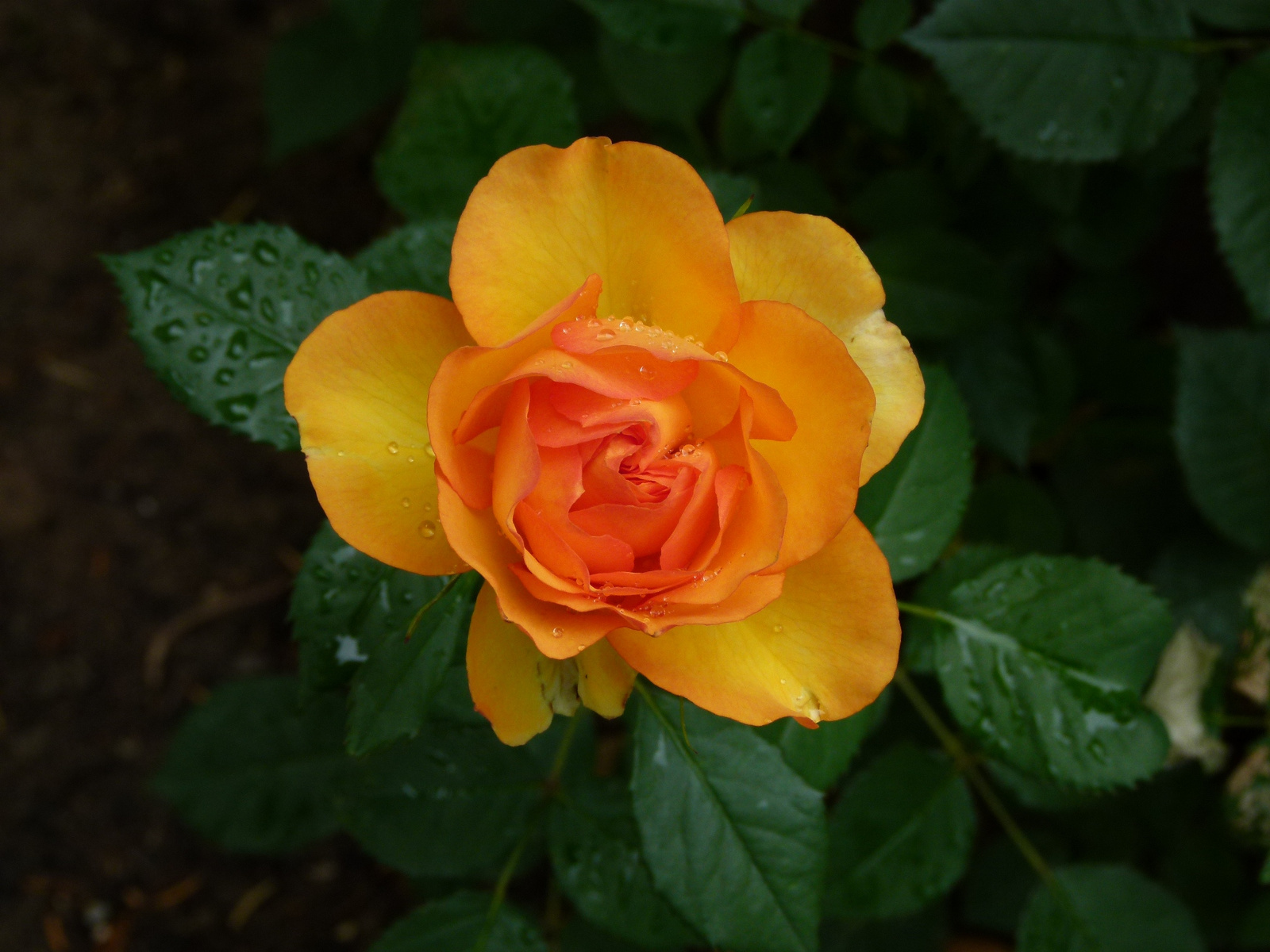 Rózsa (P1170436)