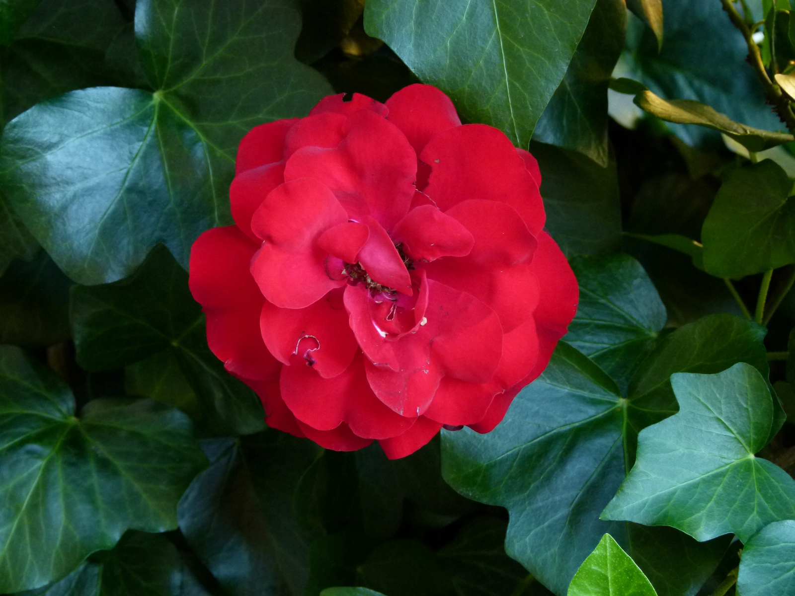 Piros rózsa (P1190817)