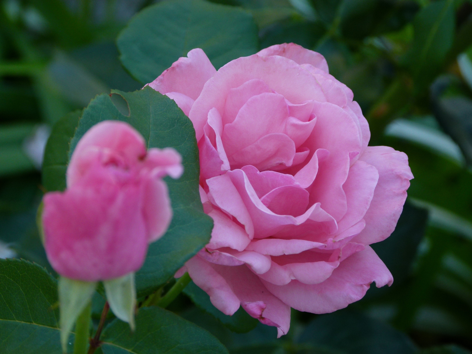 Rózsák (P1190850)