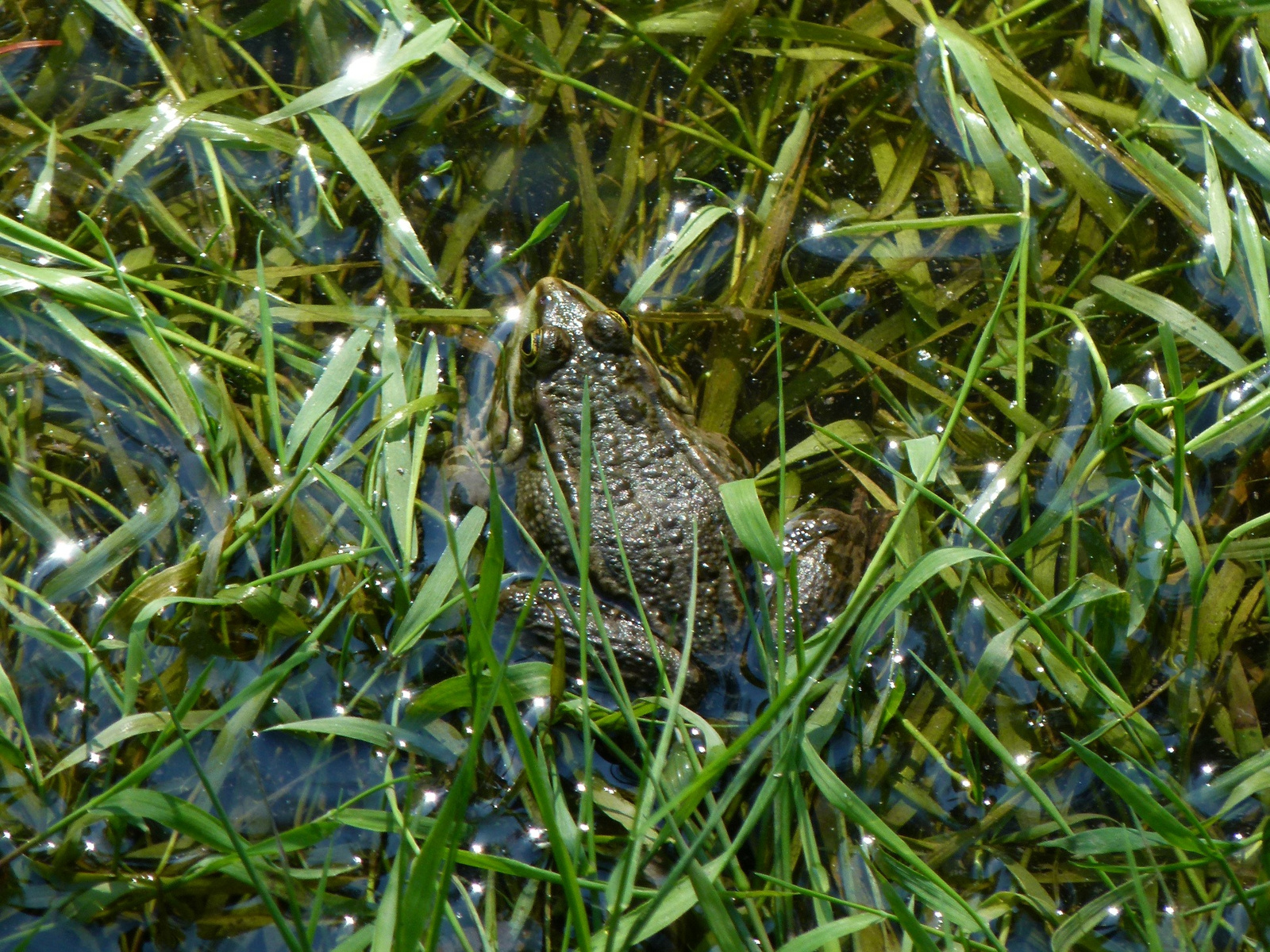 Béka (P1190891)