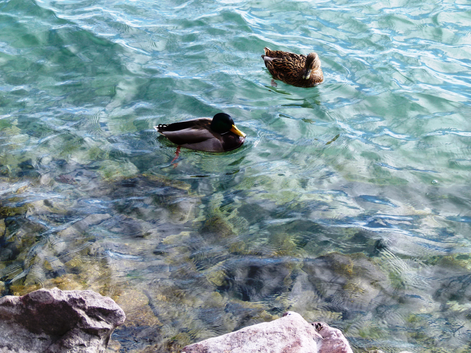 A Balatonban úszik ... (P1390875)