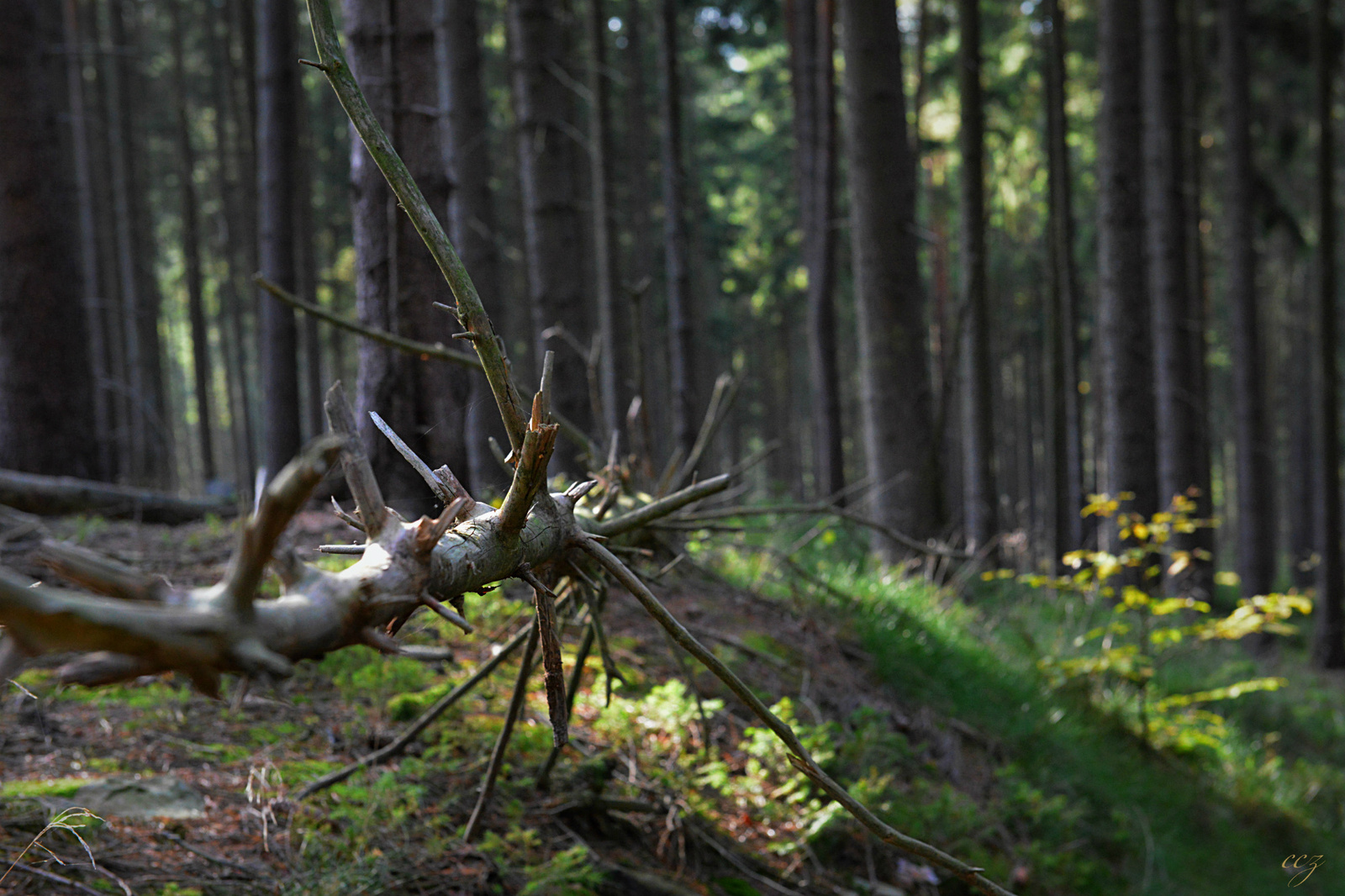 bedölt/gefallen/falling