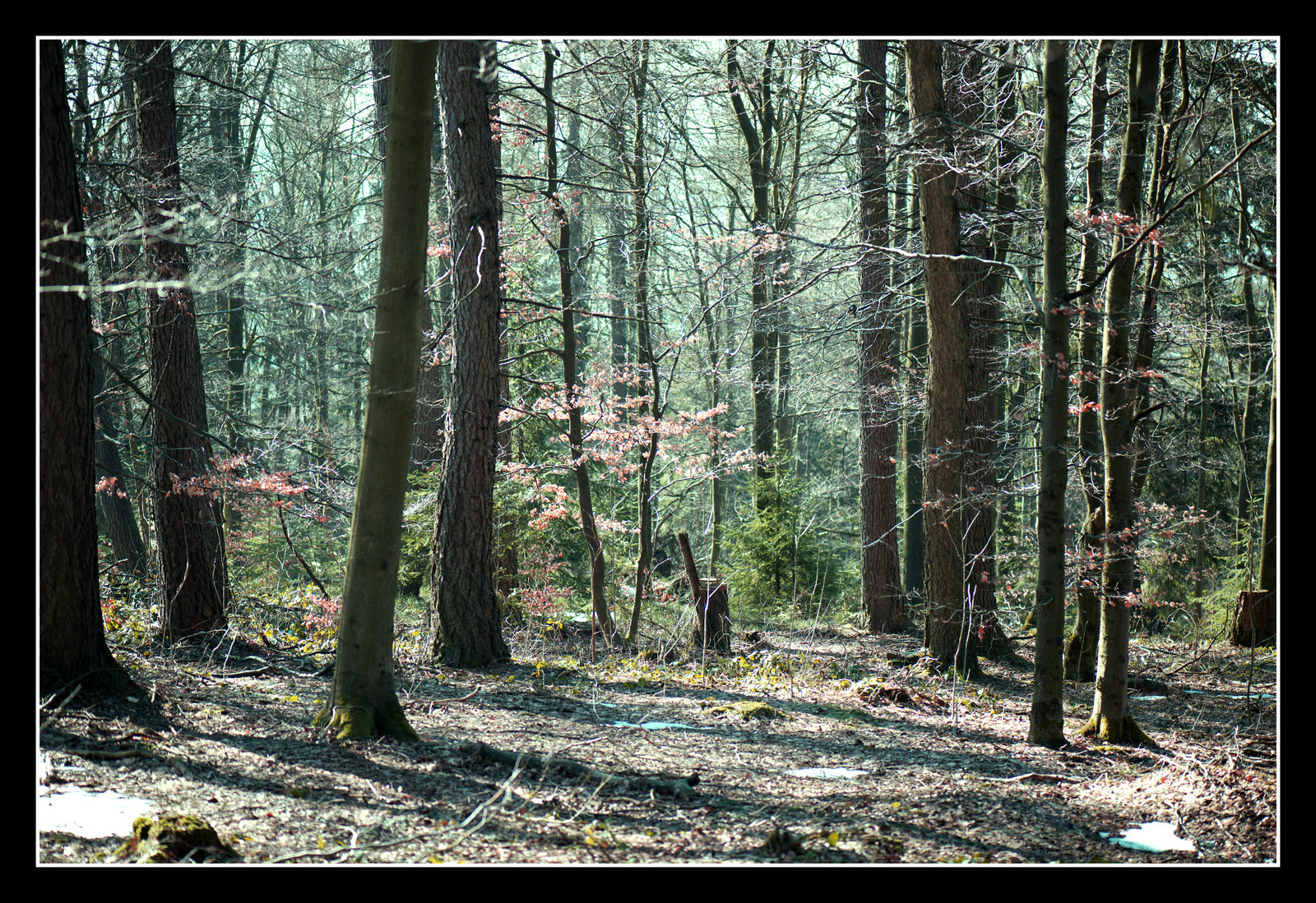 snapshot in forest