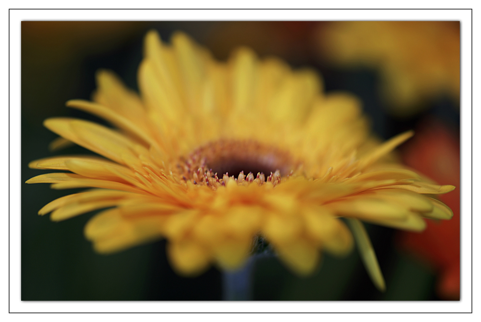 Gerbera 2