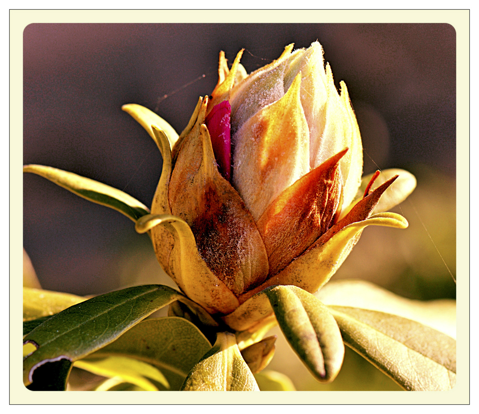 Gebüsch/Rododendron