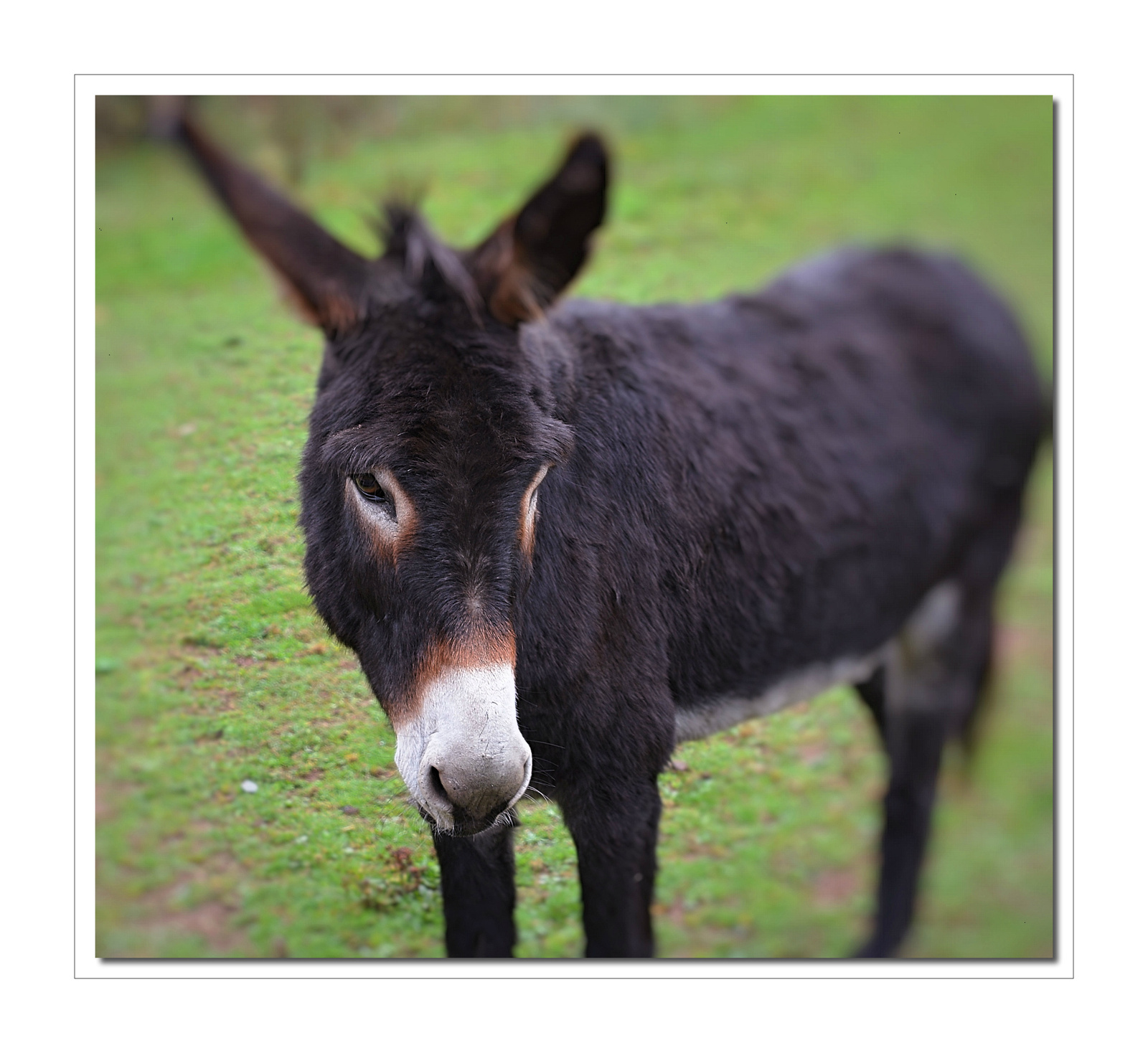 french donkey