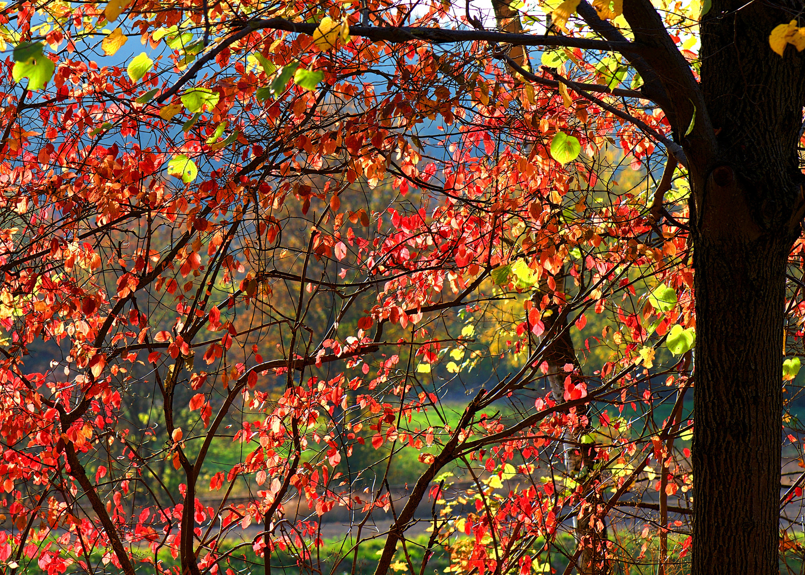 Herbst