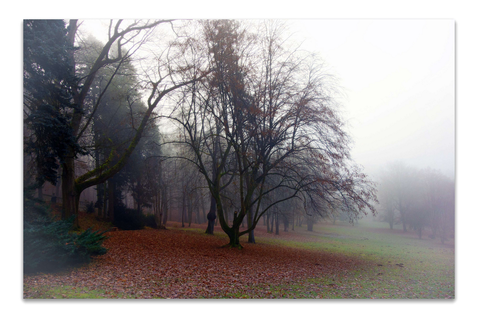 köd a parkban