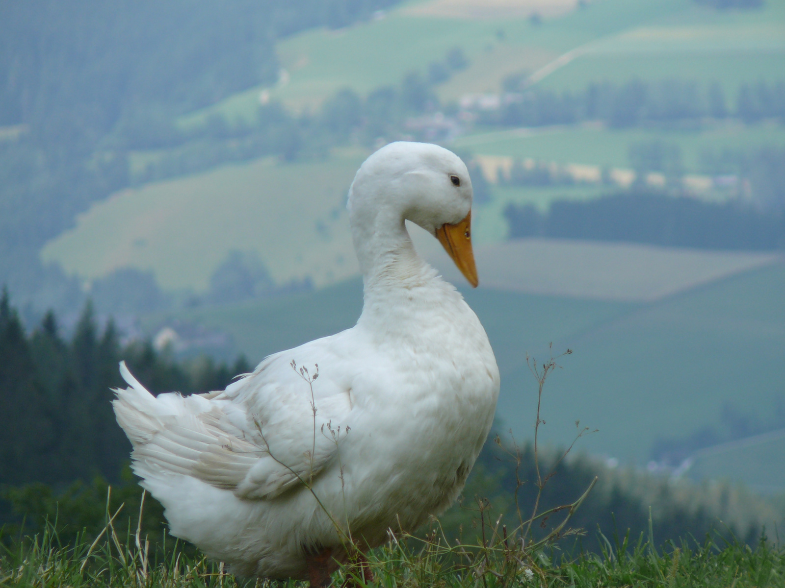 Pekingi réce az Alpokban