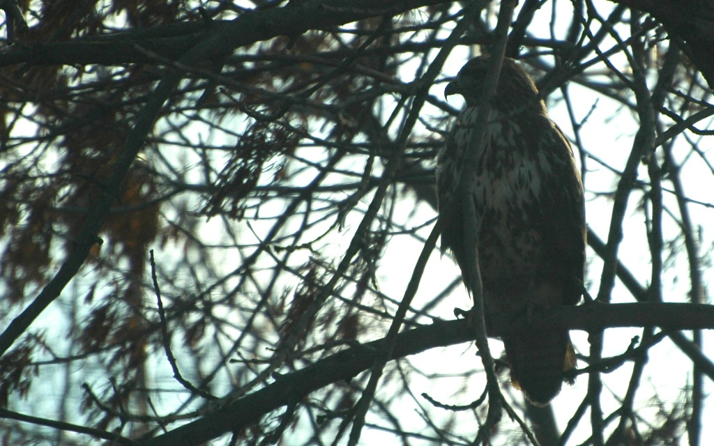 Egerészölyv, Buzzard, Mäusebussard, Buteo buteo