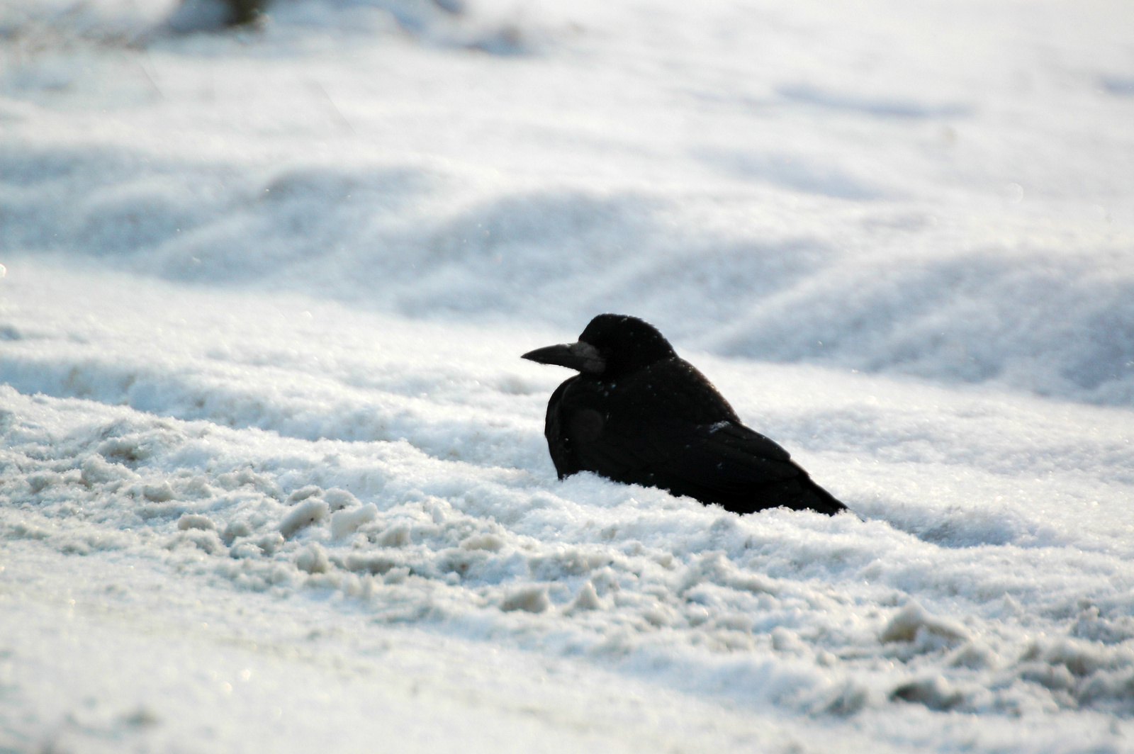 Vetési varjú, Rook, Saatkrähe, Corvus frugilegus