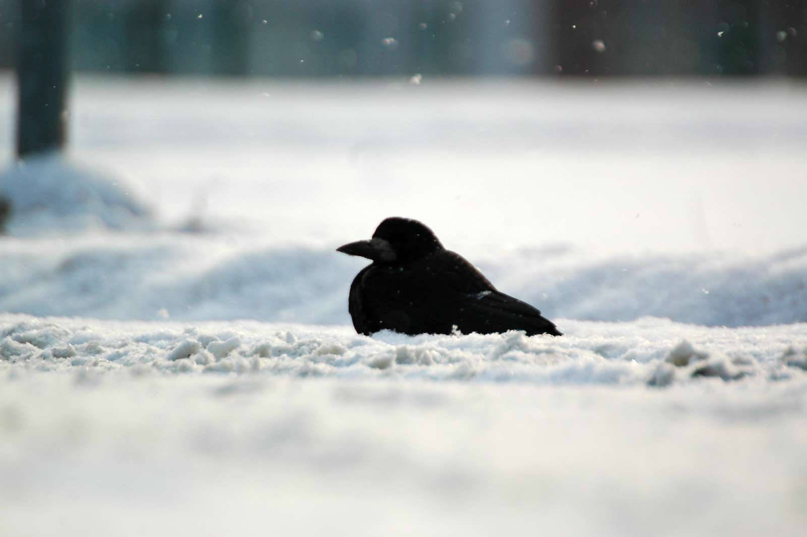 Vetési varjú, Rook, Saatkrähe, Corvus frugilegus