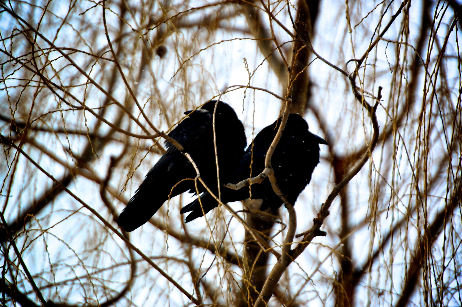 Vetési varjú, Rook, Saatkrähe, Corvus frugilegus