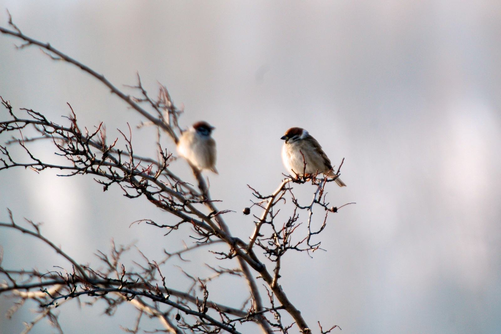 Mezei veréb, Tree Sparrow, Feldsperling, Passer montanus