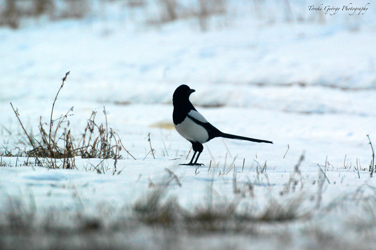 Dolmányos varjú, Hooded Crow, Nebelkrähe, Corvus cornix