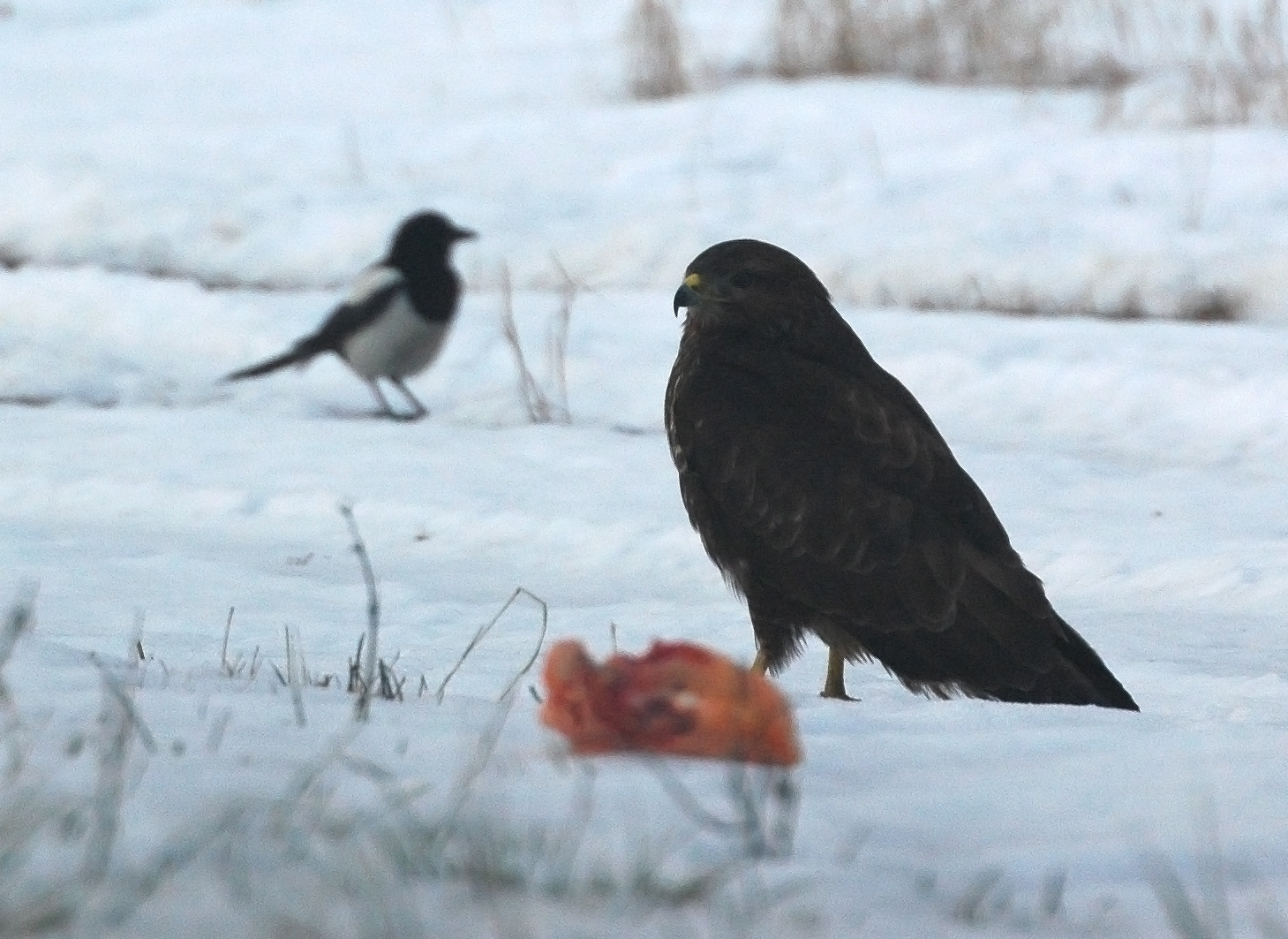 Egerészölyv, Buzzard, Mäusebussard, Buteo buteo