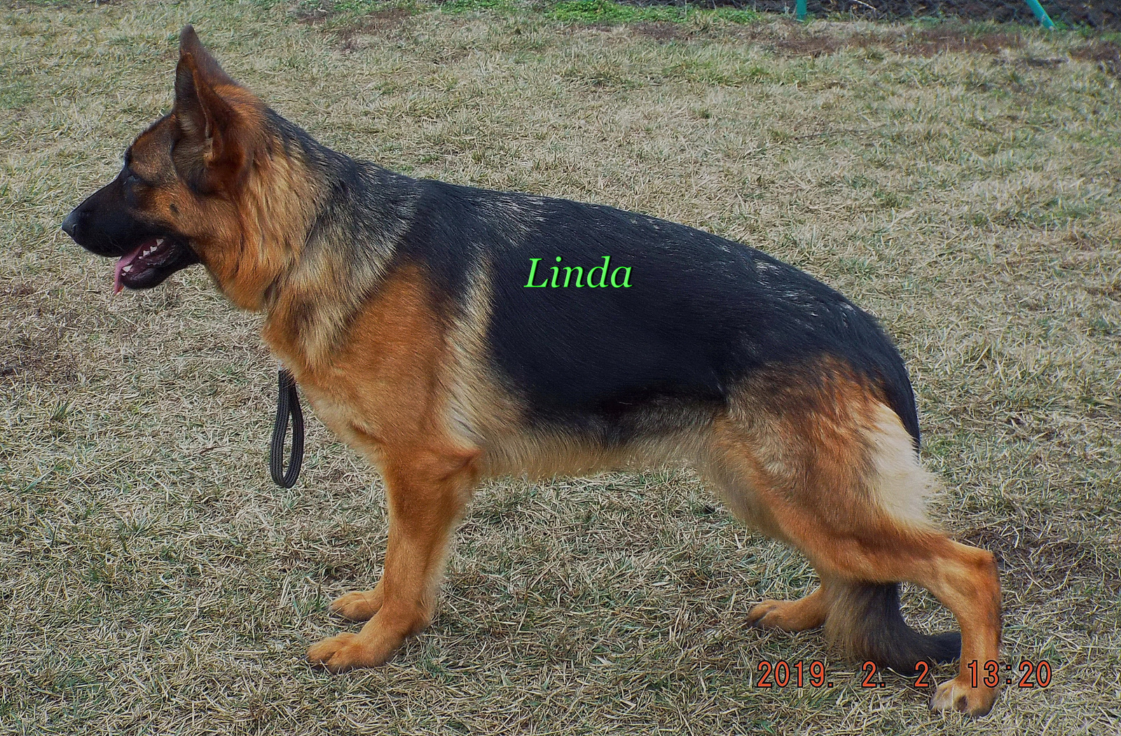 Linda