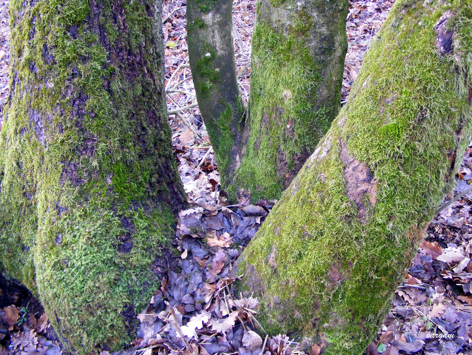 Tatabánya - Turul