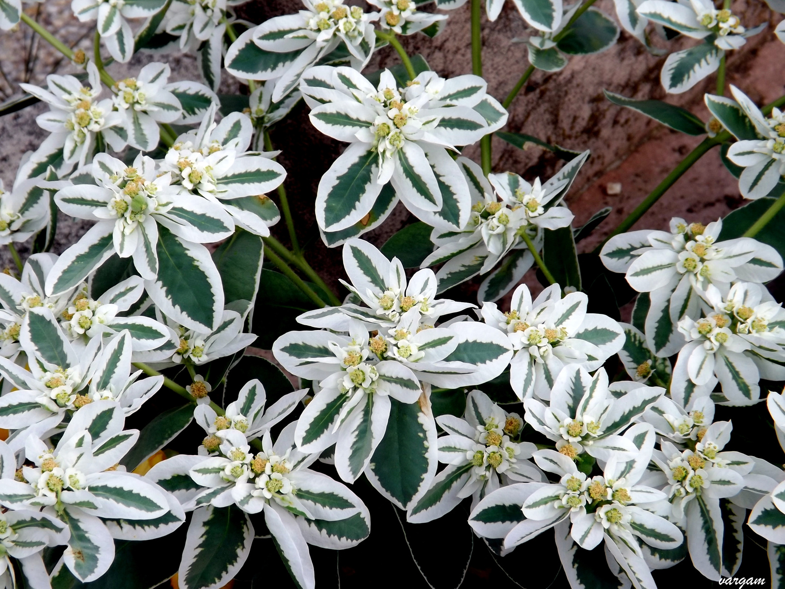 jégvirág (Euphorbia)