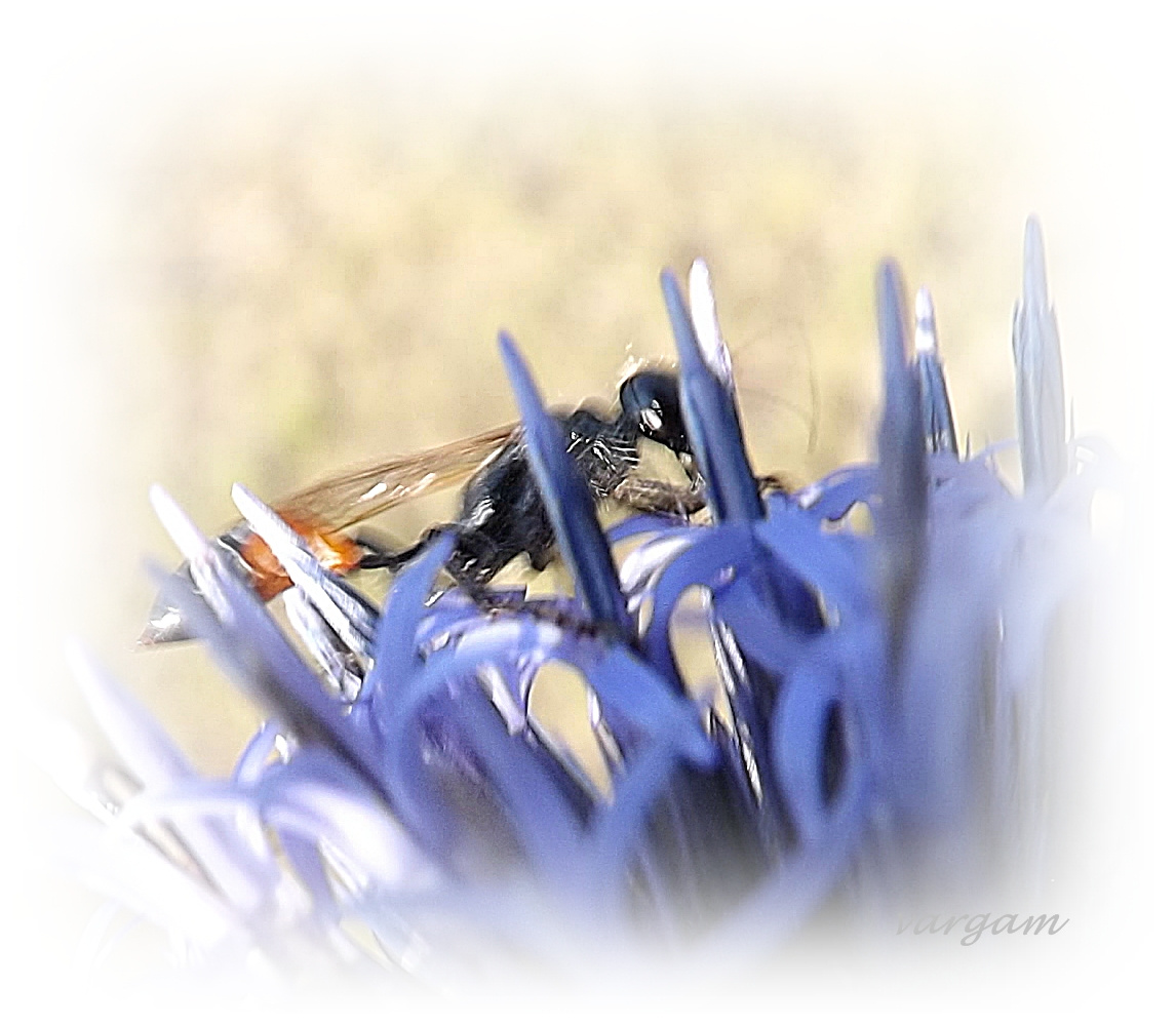 kék szamárkenyér (Echinops ruthenicus)