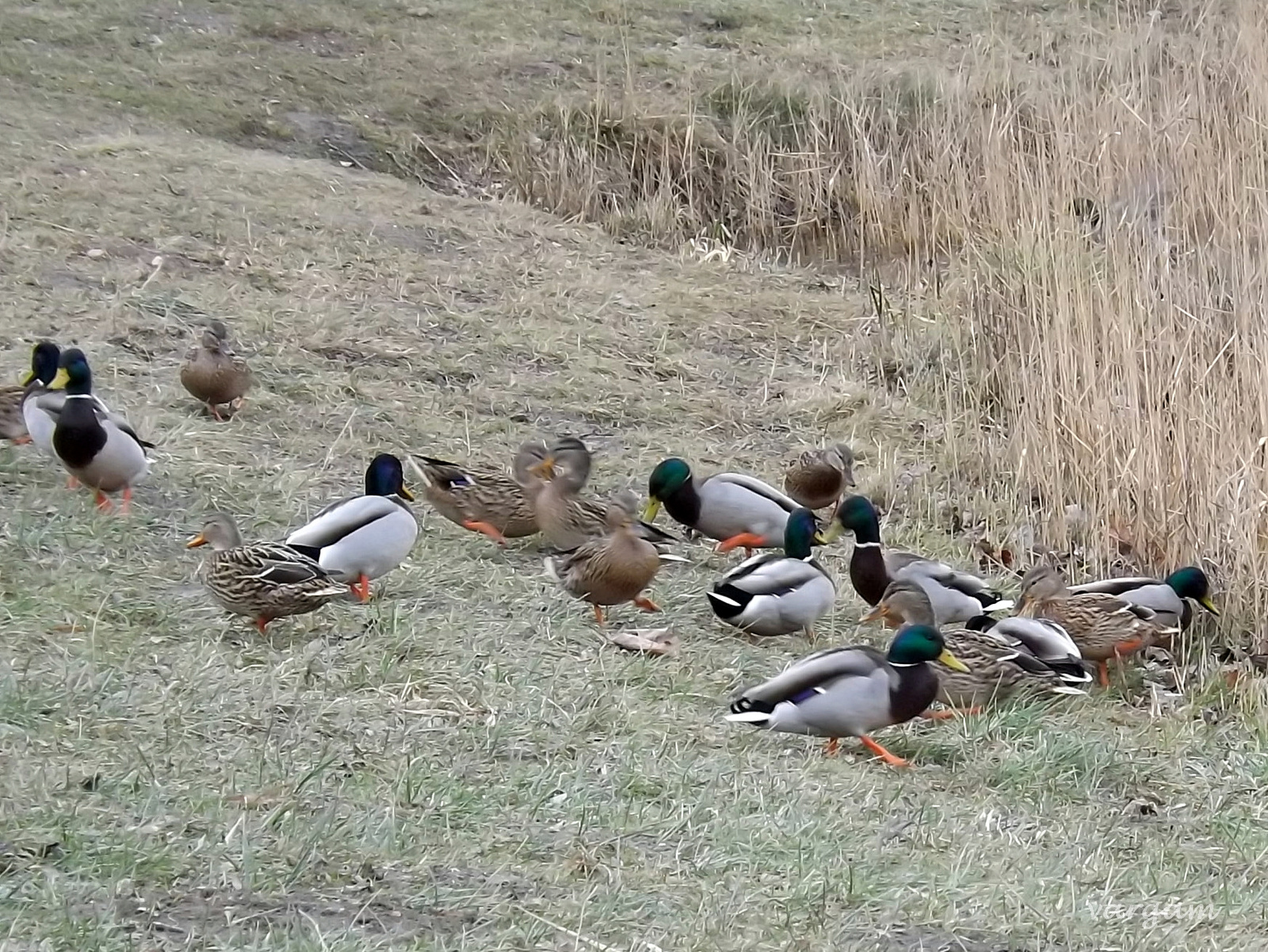 vadkacsák (tőkés récék)