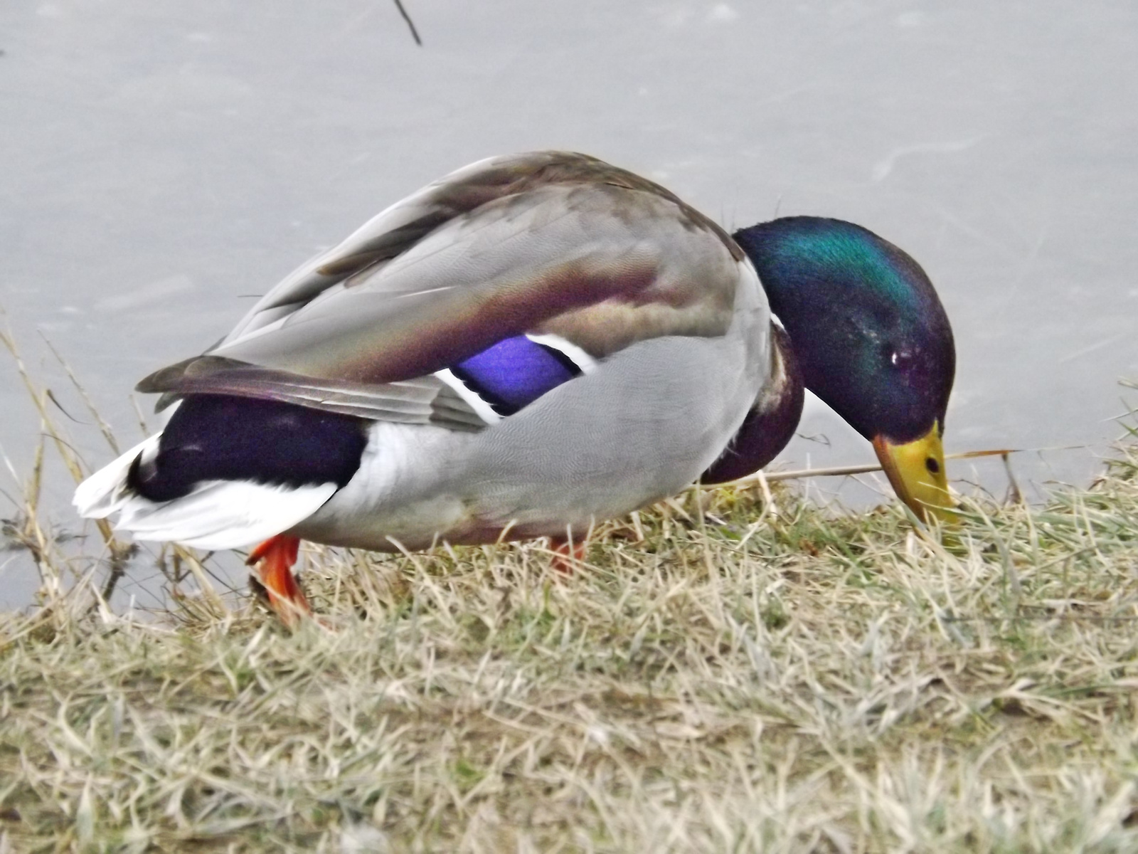 vadkacsák (tőkés récék)