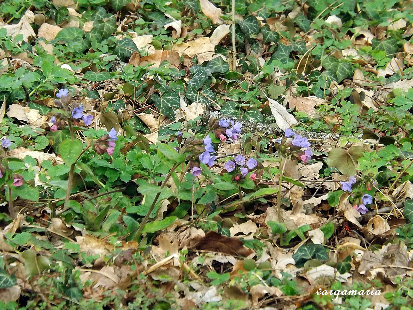 Alcsútdoboz Arborétum 2016.márc.5.-én