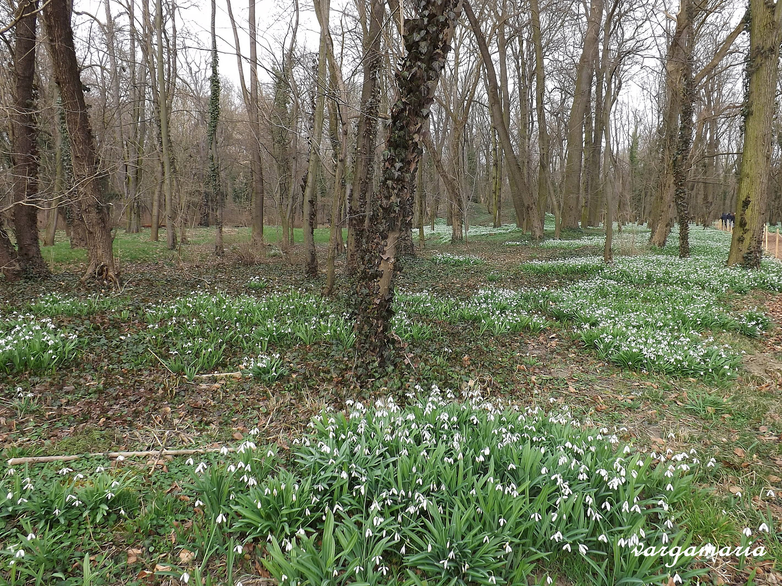 Alcsútdoboz Arborétum 2016.márc.5.-én